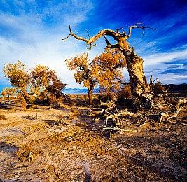 没必要二选一！CDPR公开支持《黎明行者之血》